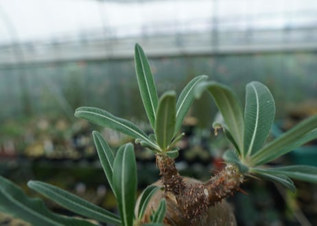 パキポディウム　グラキリス　Pachypodium gracilius　No.3