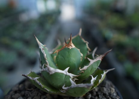 アガベ　チタノタ　FO-76　agave titanota  FO-76  No.2