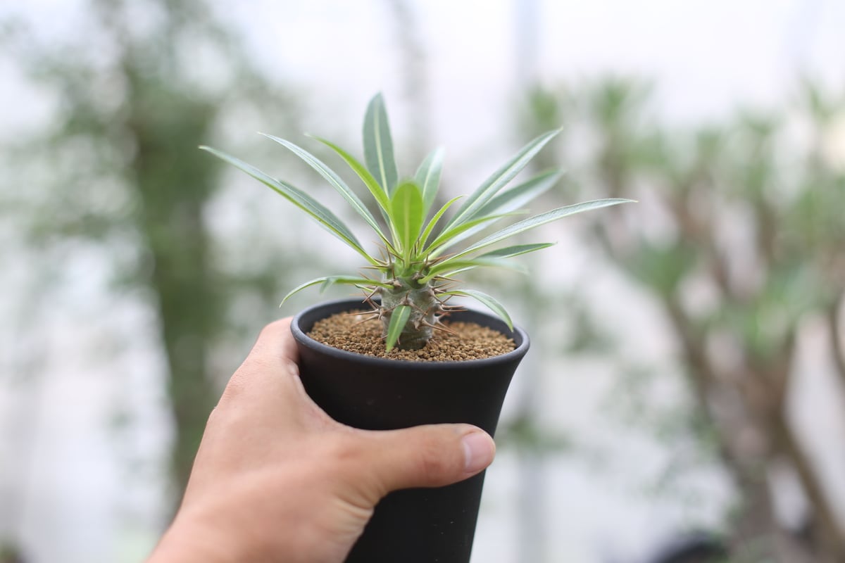 パキポディウム ラメリー 発根済み 実生 塊根植物 観葉植物 大株 良株 パキポディウム ラメリー ラモスム 国内実生 | mana's farm:塊根植物