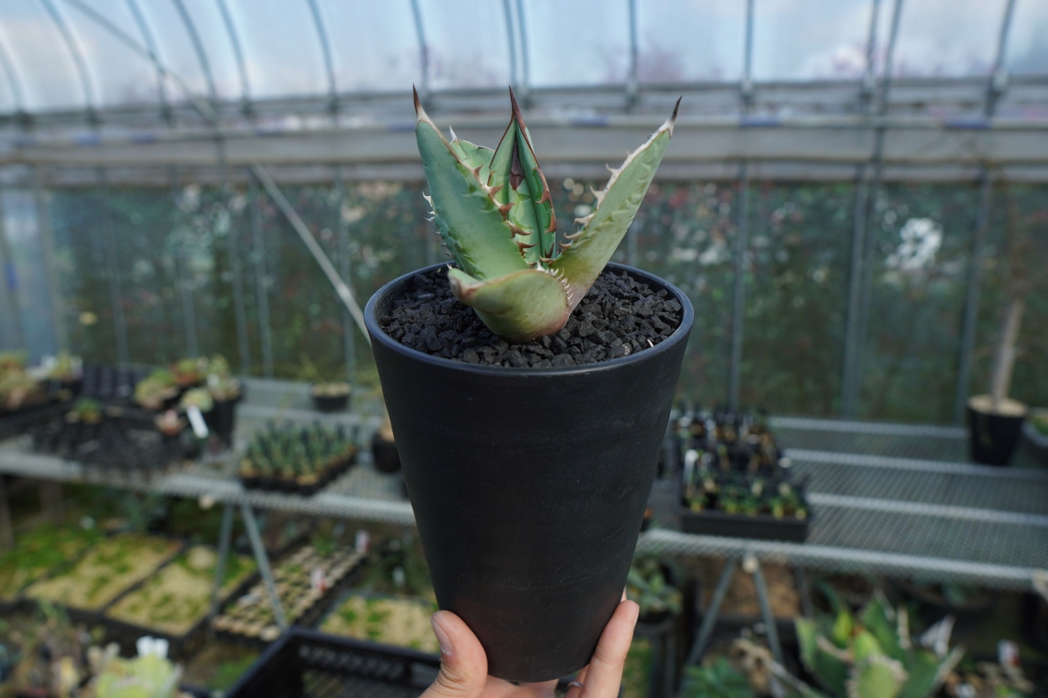 アガベ チタノタ ブルー agave titanota Blue No.2 | mana's