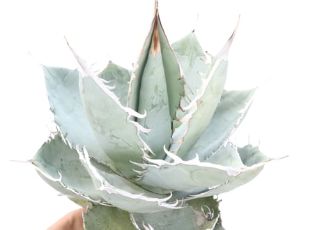 Agave　titanota 　White Ice
