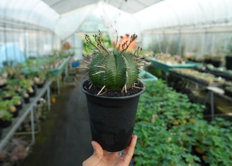 ユーフォルビア　スーパーバリダ　Euphorbia super valida  No.3
