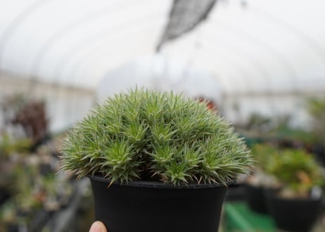 デウトコロニア　クロランサ　Deuterocohnia chlorantha