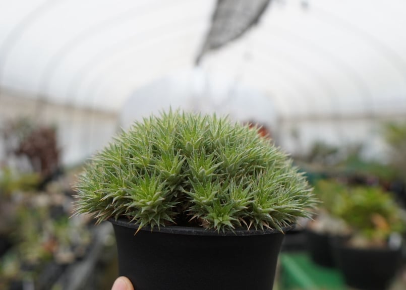 デウトコロニア クロランサ Deuterocohnia chlorantha | mana's