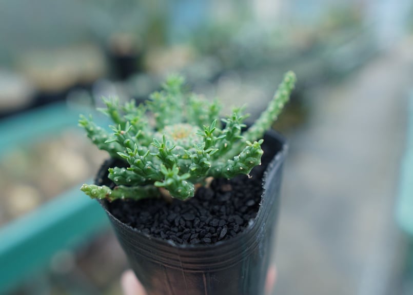 ユーフォルビア ゴルゴニス Euphorbia gorgonis No.1 | mana's