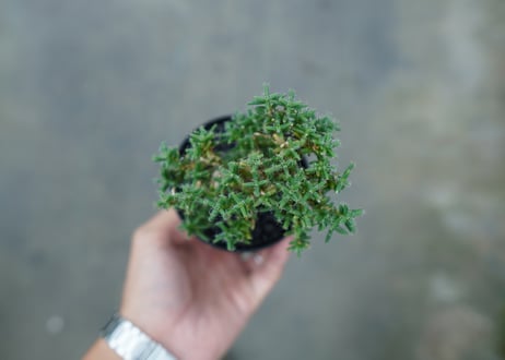トリコディアデマ ステラツム　Trichodiadema stellatum  No.1