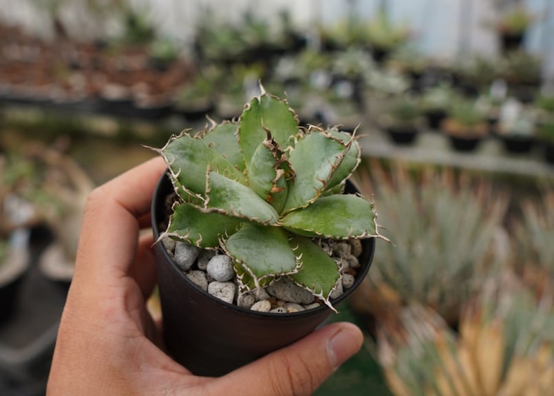 アガベ チタノタ フィリグリー NO.2 | mana's farm:塊根植物・アガベ