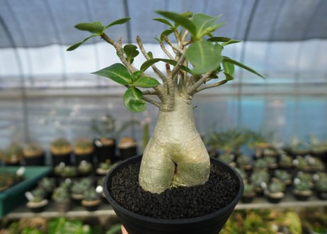 アデニウム　Adenium　No.7