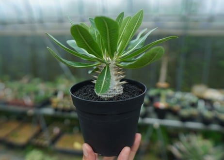 パキポディウム　恵比寿大黒　Pachypodium Densicaule　No.9