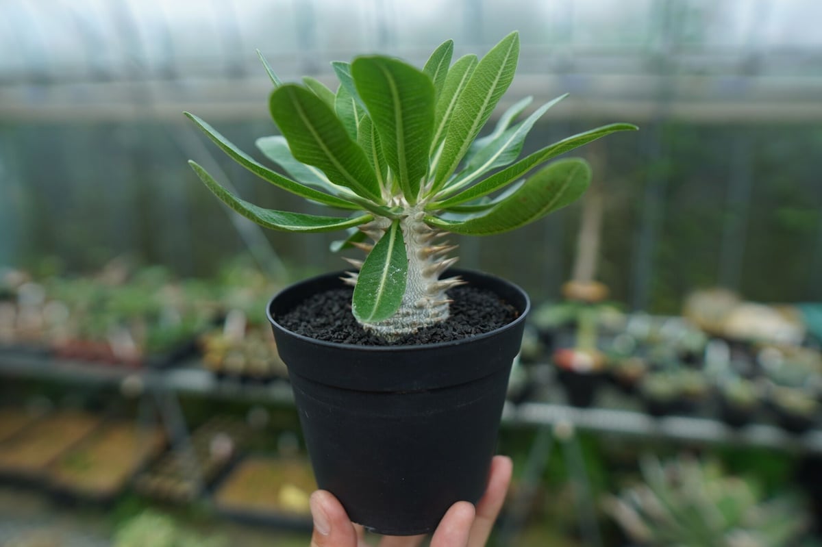 パキポディウム 恵比寿大黒 Pachypodium Densicaule No.9 | man