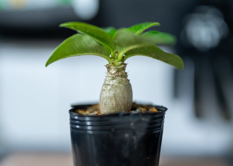 パキポディウム　ウィンゾリー パキポディウム ウィンゾリー 極上良形 実生 極太 まん丸タイプ