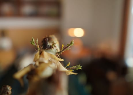 コミフォラ カタフ ターカネンシス 　Commiphora kataf ver.turkanensis