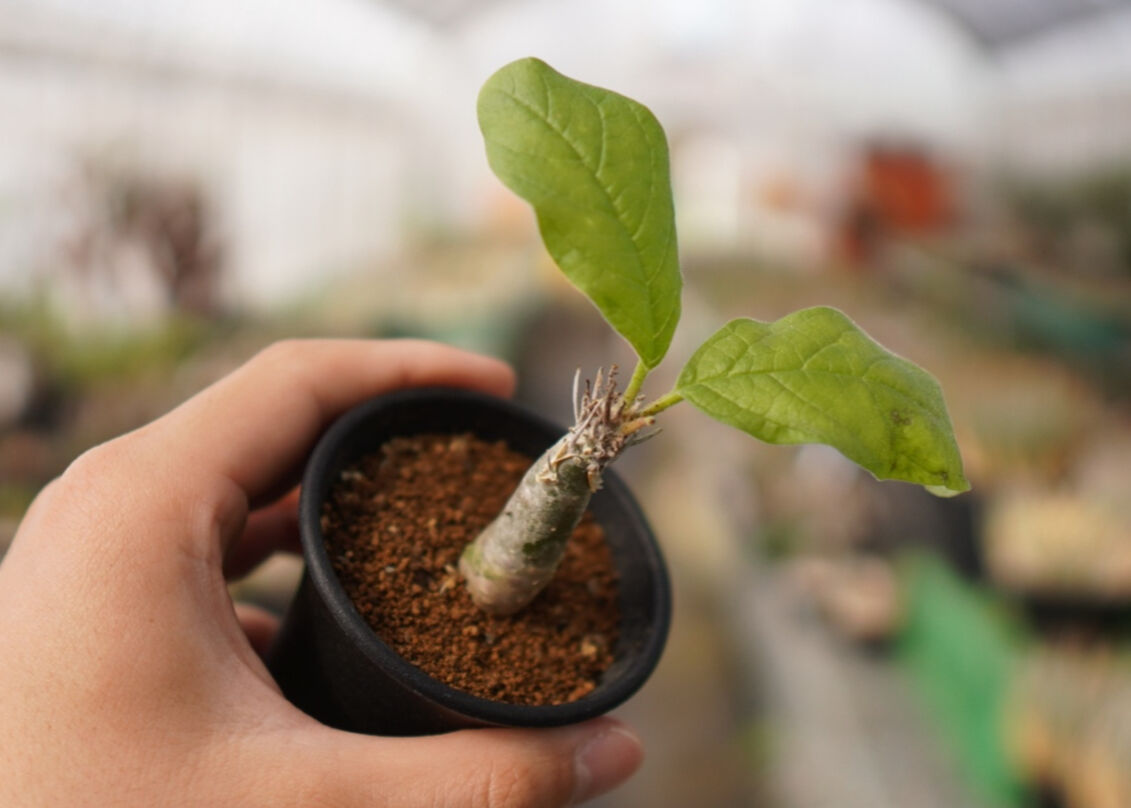 【現品】セサモタムナス・ブッセヌス　７号 Yahoo!オークション - 【現品】セサモタムナス・ブッセヌス 7号