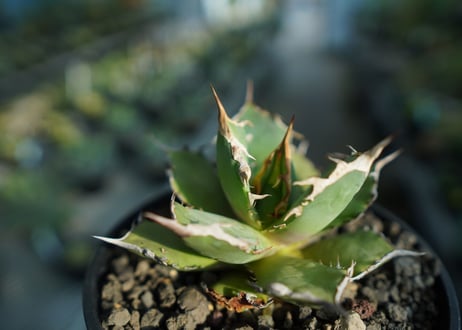 アガベ　チタノタ　FO-76　agave titanota  FO-76  No.9
