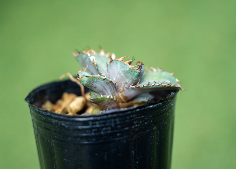 アガベ チタノタブルー 沖縄実生 No.4 | mana's farm:塊根植物・アガベ