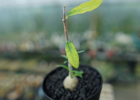 フォッケア　エデュリス　Fockea edulis