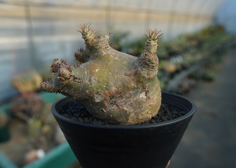 パキポディウム　マカイエンセ　Pachypodium makayense  No.6