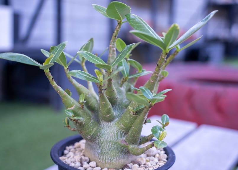 アデニウム モンスター | mana's farm:塊根植物・アガベ・ドライ