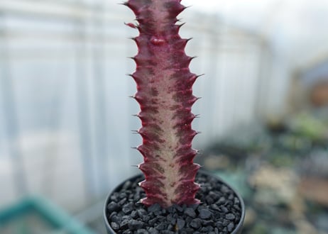 ユーフォルビア　紅彩雲閣　Euphorbia trigona f. rubra