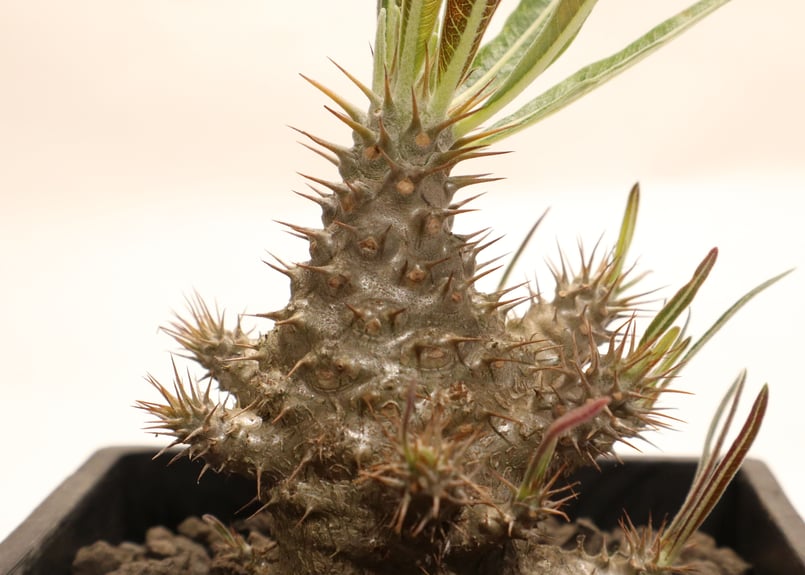 パキポディウム グラキリス 実生 | mana's farm:塊根植物・アガベ