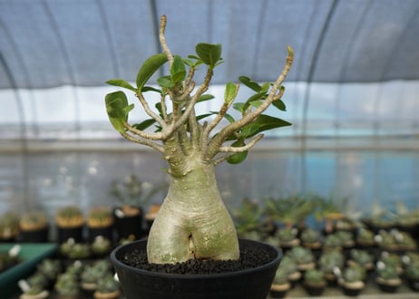アデニウム　Adenium　No.7