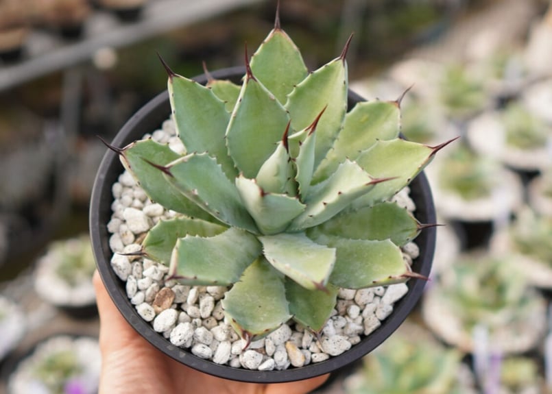 Agave Potatorum×Macroacantha ”八荒雷神” No.2 | mana