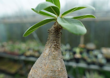 パキポディウム　マカイエンセ　Pachypodium makayense No.5