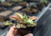 アガベ　オテロイ　沖縄実生