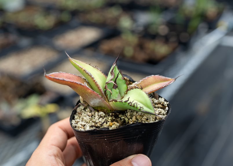 アガベ オテロイ 沖縄実生 | mana's farm:塊根植物・アガベ・ドライ