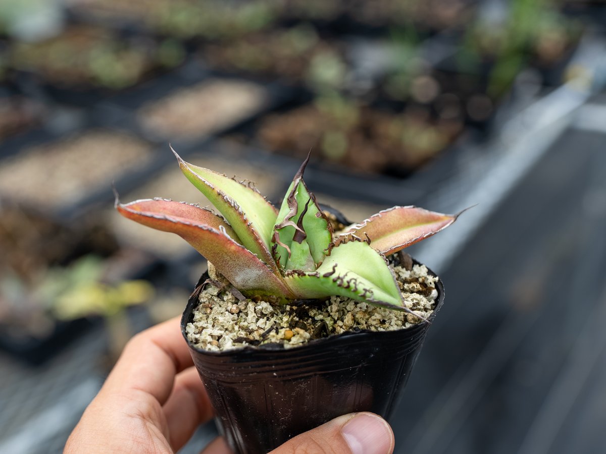 アガベ オテロイ　実生コレクション　子株　発根済み　鉢のまま発送 アガベ オテロイ 沖縄実生 | mana's farm:塊根植物・アガベ・ドライ