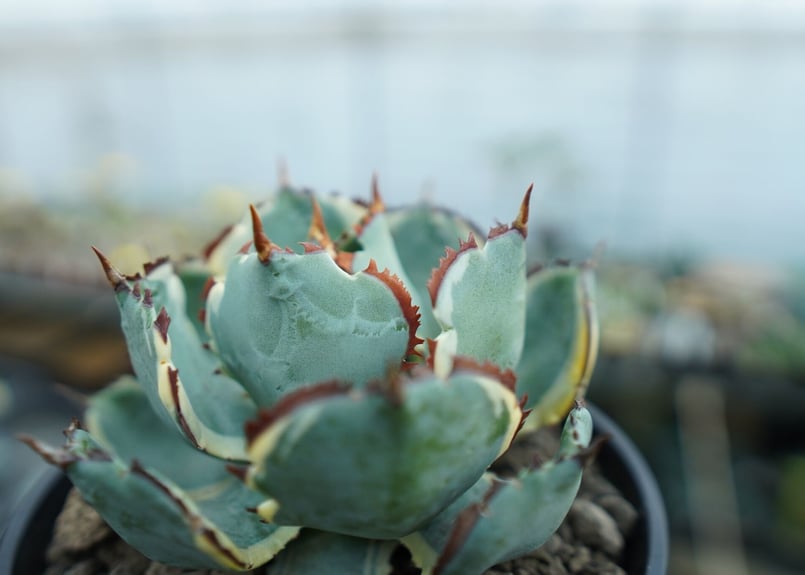 アガベ 兜蟹錦 連棘 Agave isthmensis “Kabutogani” varieg