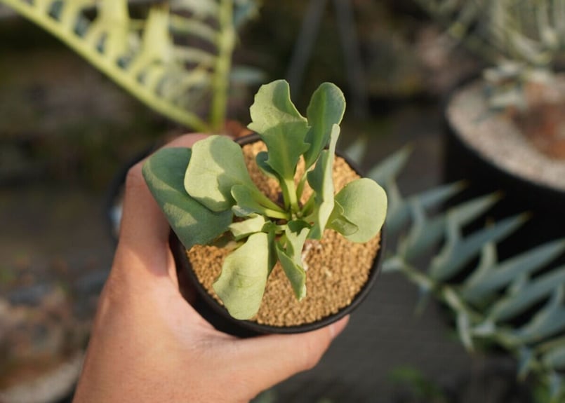 オトンナ ヘレー Othonna herrei No.1 | mana's farm:塊根植物