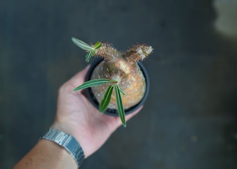 パキポディウム　グラキリス　 Pachypodium Gracilius  No.4