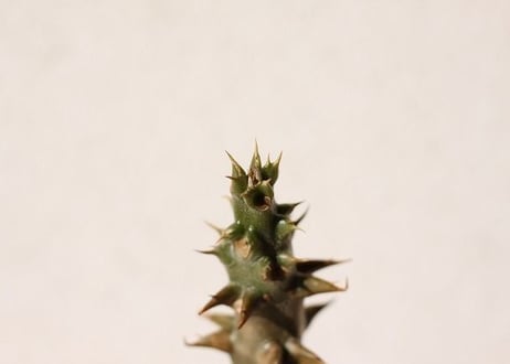 パキポディウム　バロニー　Pachypodium baronii