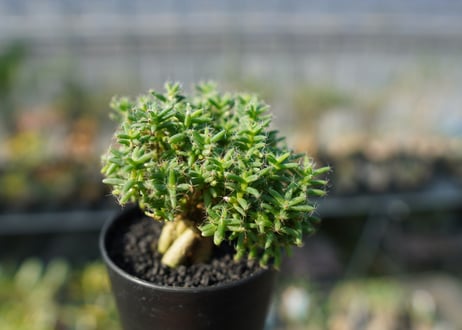 トリコディアデマ ステラツム　Trichodiadema stellatum