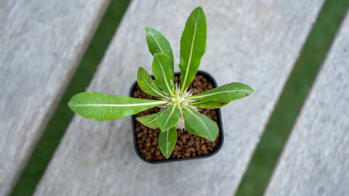 パキポディウム ホロンベンセ | mana's green:塊根植物販売|マナ パキポディウム ホロンベンセ | mana's green:塊根植物販売|マナ