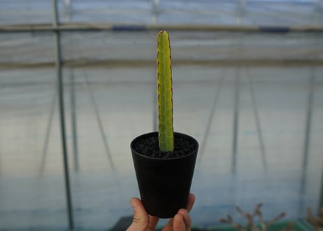 ユーフォルビア　ヘテロクロマ　Euphorbia heterochroma No.2