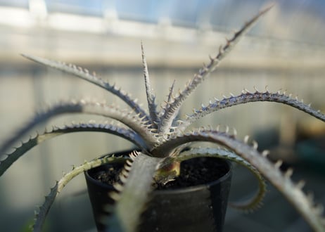 ディッキア　ナガス　Dyckia Nagas