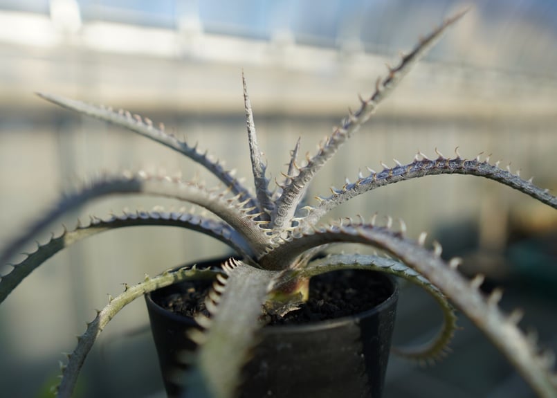 ディッキア ナガス Dyckia Nagas | mana's farm:塊根植物・アガベ・ド