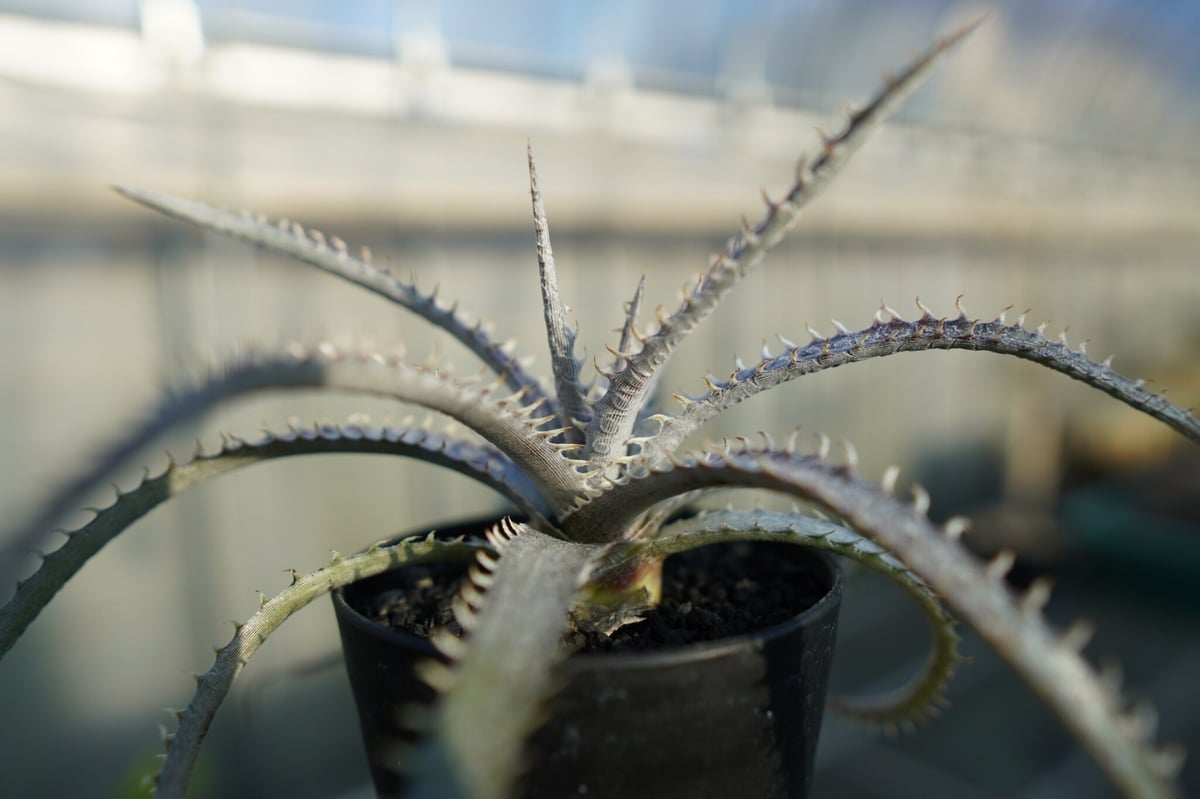 ディッキア ナガス Dyckia Nagas | mana's farm:塊根植物・アガベ・ド
