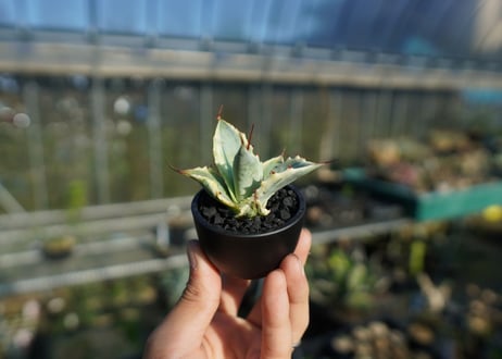 【抜き苗】アガベ 怒雷神錦　Agave potatorum verschaffeltii