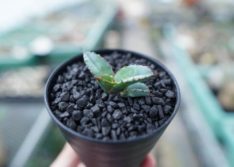 アガベ　チタノタ　 ブラックアンドブルー 　Agave titanota black and blue　No.19