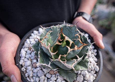 agave titanota　白鯨  ガチムチ選抜株  No.3