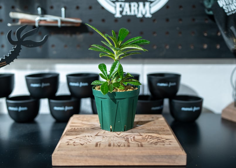 ドルステニア ギガス Dorstenia gigas 沖縄実生 | mana's farm:塊