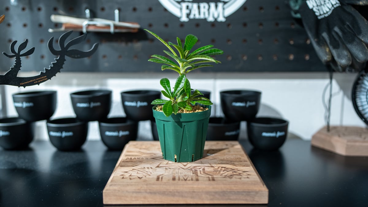 ドルステニア ギガス Dorstenia gigas 沖縄実生 | mana's farm:塊