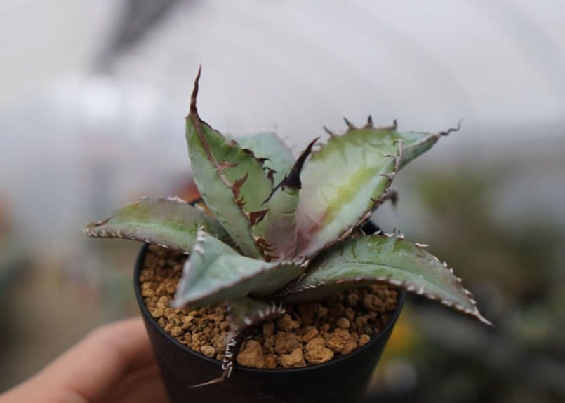 98、アガベ　チタノタ　ブルー 植え替え後発根管理中です！ 98、アガベ チタノタ ブルー 植え替え後発根管理中です！ 98、アガベ