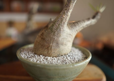 パキポディウム　グラキリス　 Pachypodium Gracilius