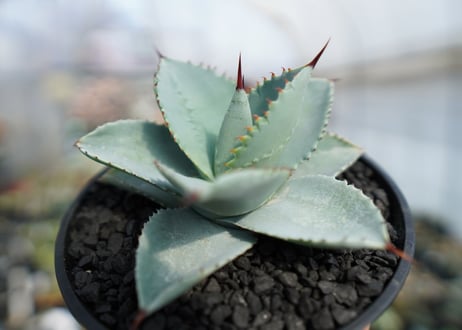 アガベ　ドラゴントゥース　Agave Dagontoes　No.1
