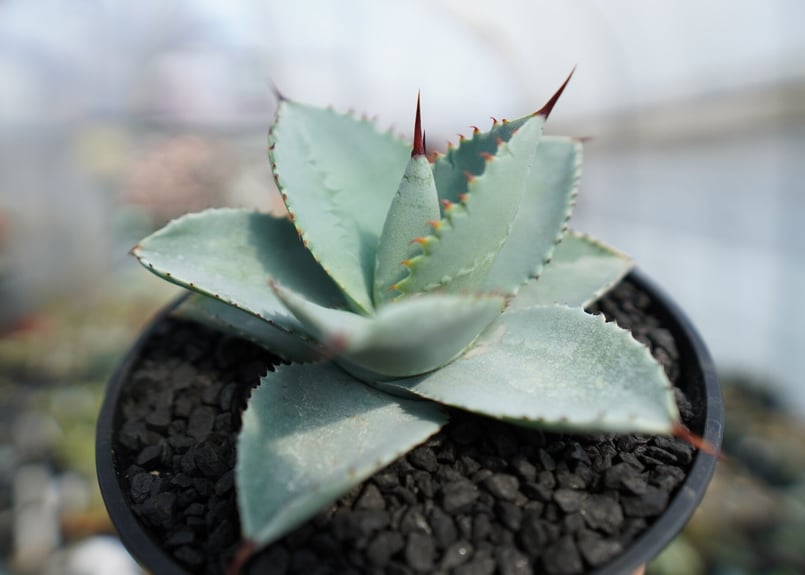 アガベ ドラゴントゥース Agave Dagontoes No.1 | mana's farm