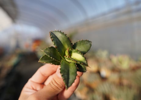 agave titanota ソーラーエクリプス　 NO.2